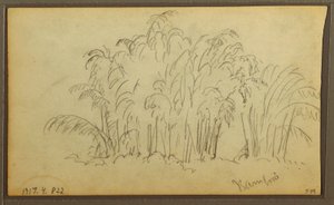 Tekening, Koeien in landschap; Verso: Bamboe, 1857 door Frederic Edwin Church