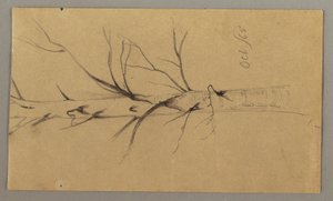 Tekening, Dode boom, oktober 1865 door Frederic Edwin Church