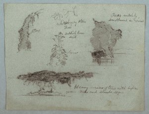 Tekening, Details van bloemen, planten en bomen langs een rivieroever, Rio Magdalena, Colombia, 1853, waarschijnlijk mei
