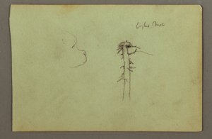 Tekening, Hondenkop, adelaarsnest op boomtop, mogelijk 1856 door Frederic Edwin Church