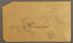 Tekenen, Tekenen.  Schetsen.  Stam van een plant.   Takken met bladeren, mogelijk 1877 door Frederic Edwin Church