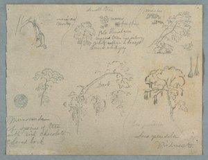 Tekening, Vijf botanische studies met een hangende aap, waarschijnlijk Colombia, 1853 door Frederic Edwin Church