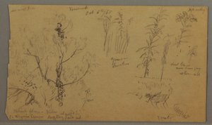 Tekening, Flora Studies, 6 oktober 1865 door Frederic Edwin Church