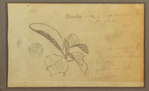 Tekening, Bladeren, 1857 door Frederic Edwin Church