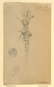 Tekening, bladeren en stam van een palmboom, Aspinwall, Panama, 15 mei 1857