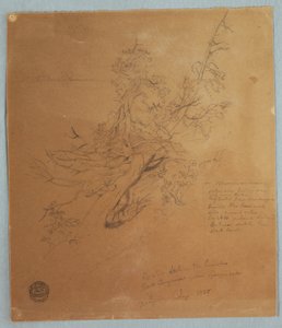 Tekening, Ruige boom bij de Canadese bank onder de Niagara watervallen, september 1856 door Frederic Edwin Church