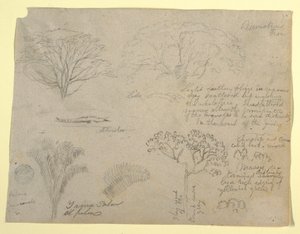 Tekening, Serie botanische studies waaronder een alligator en een monsterlijke boom, gezien vanaf de Rio Magdalena, Colombia, 1853 door Frederic Edwin Church