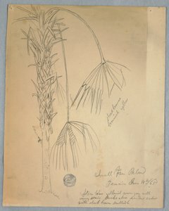 Tekening, kleine waaierpalm, Jamaica, 14 juni 1865