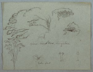 Tekening, Studies van de Rio Magdalena, Colombia:  Boomtoppen, vliegende witte vogel, wijnranken en drie bloeiende planten, 1853, waarschijnlijk mei door Frederic Edwin Church