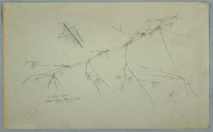 Tekening, Studie van bamboe, Jamaica, mei-augustus 1865 door Frederic Edwin Church