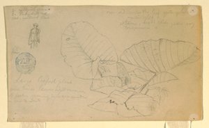 Tekening, Studie van een man; Studie van, mogelijk juni 1857 door Frederic Edwin Church