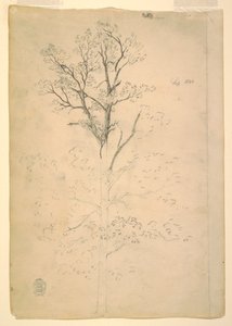 Tekening, Boom, september 1844 door Frederic Edwin Church