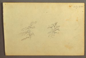 Tekening, Bomen, juli 1844 door Frederic Edwin Church