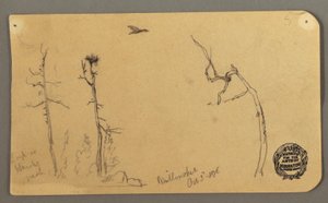 Tekening, Bomen, vliegende vogel, 1877