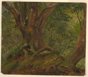 In het Bos, Jamaica