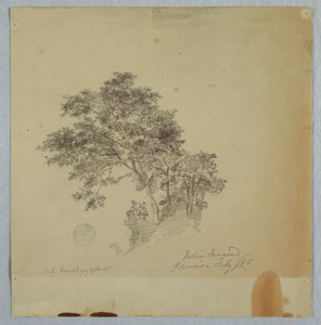 Indiase tamarindebomen, Jamaica