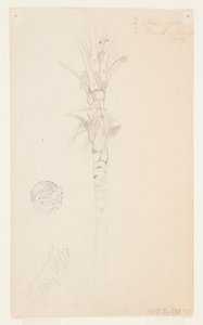 Bladeren en stam van een palmboom, Aspinwall, Panama