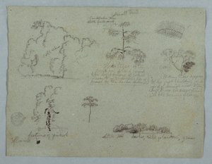 Natuurstudies inclusief een Kandelaarboom met een Luiaard, Rio Magdalena, Colombia