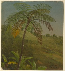 Palmboom, Jamaica