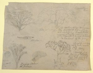 Serie botanische studies inclusief een alligator en een monsterlijke boom, gezien vanaf de Rio Magdalena, Colombia door Frederic Edwin Church