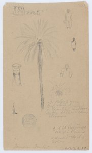 Schetsen uit Jamaica, West-Indië