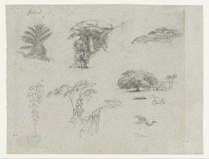 Schetsen van Zuid-Amerika.  Botanische schetsen.   Vliegende kraanvogel.