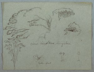 Studies van de Rio Magdalena, Colombia: Boomtoppen, Vliegende Witte Vogel, Wijnstokken en Drie Bloeiende Planten door Frederic Edwin Church