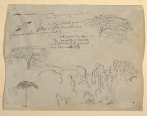 Studies van vogels en bomen gezien vanaf de Rio Magdalena, Colombia door Frederic Edwin Church