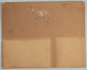 Studies van Schapen, Ecuador of Colombia