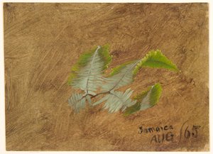 Studie van Varen, Jamaica