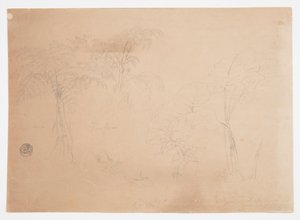 Studie van twee bomen en drie planten, nabij Jorje, Ecuador