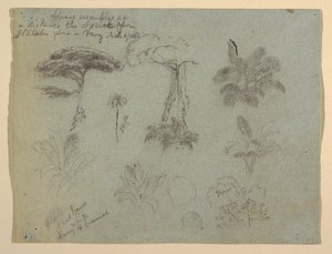 Boomstudies gezien vanaf de Rio Magdalena, Colombia