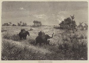 India en de Prins van Wales, Tijgerjacht vanuit de Howdah door Frederic Theodore Lix