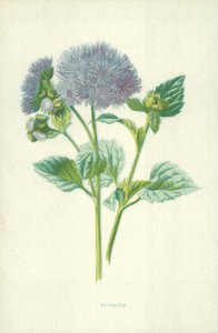 Ageratum