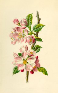Appel