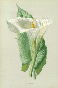 Aronskelk