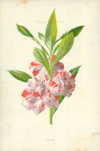 Balsem door Frederick Edward Hulme