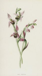 Bijenorchis