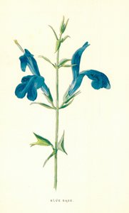 Blauwe salie door Frederick Edward Hulme
