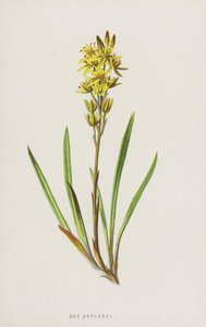 Moerasorchis door Frederick Edward Hulme