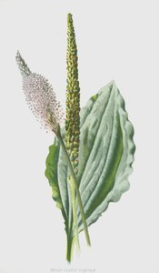 Grote Weegbree door Frederick Edward Hulme