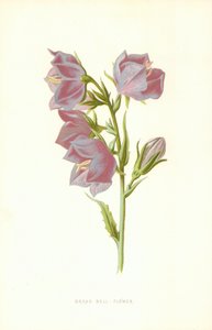 Brede Klokbloem