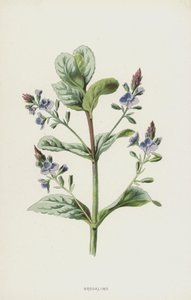 Waterpostelein door Frederick Edward Hulme