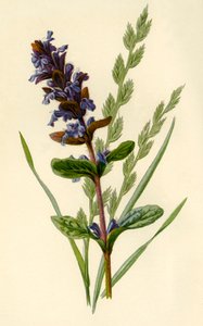 Bugel & Hoge Fescue Gras, 1877