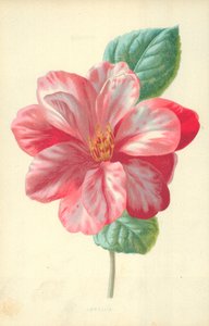 Camellia door Frederick Edward Hulme