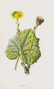 Klein hoefblad door Frederick Edward Hulme