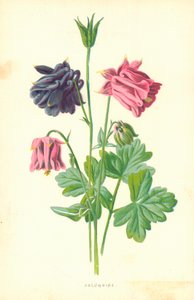 Columbine
