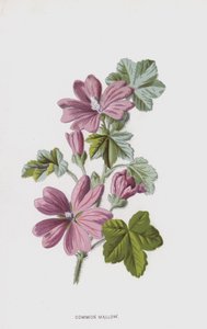 Kaasjeskruid door Frederick Edward Hulme