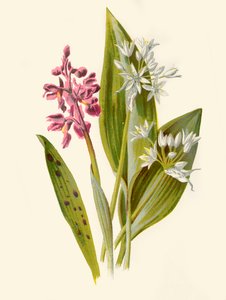 Gewone Orchis en Breedbladige Knoflook, 1877