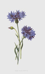 Korenbloem door Frederick Edward Hulme